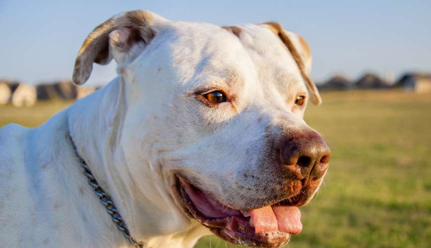 PITBULL VS DOGO ARGENTINO - Who is more powerful? 