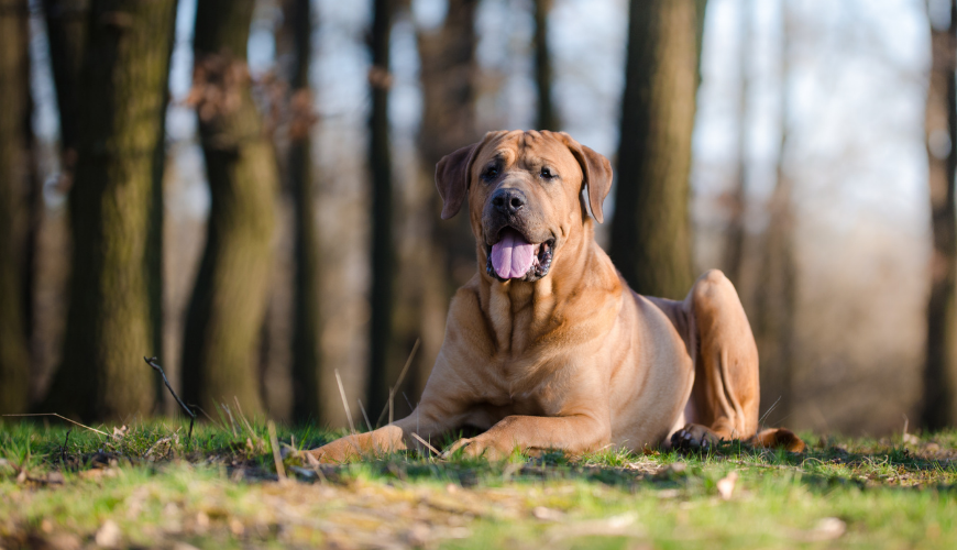 How Strong Is a Dogo Argentino's Bite Force? PSI Measure & Facts